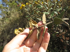 Scrobicaria ilicifolia