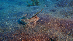 Dactylopus kuiteri