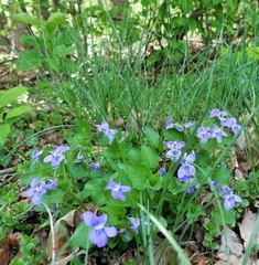 Viola reichenbachiana