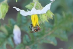 Augochloropsis tupacamaru