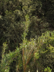 Chusquea tessellata
