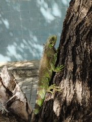 Iguana iguana iguana