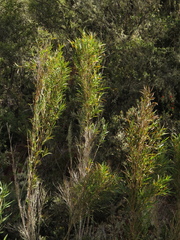Chusquea tessellata