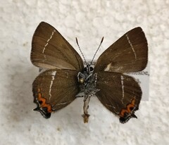 Satyrium w-album