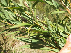 Chusquea tessellata