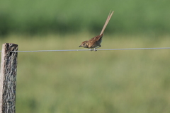 Schoeniophylax phryganophilus