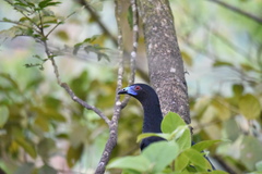 Chamaepetes unicolor