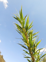 Chusquea tessellata
