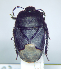 Cydnus aterrimus