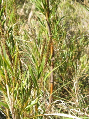 Chusquea tessellata