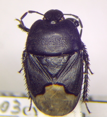 Cydnus aterrimus