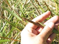 Chusquea tessellata