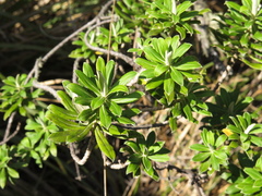 Linochilus floribundus