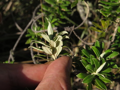 Linochilus floribundus
