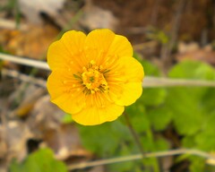 Geum sylvaticum
