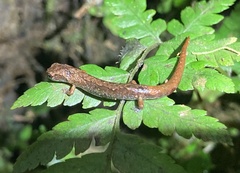 Cryptotriton veraepacis