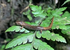 Cryptotriton veraepacis