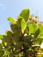 Symplocos theiformis