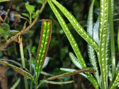 Pteris ensiformis victoriae