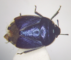 Canthophorus melanopterus