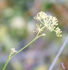 Notobubon ferulaceum