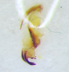 Canthophorus melanopterus