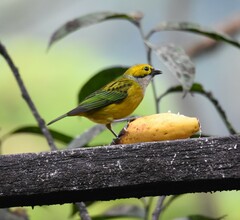 Tangara icterocephala