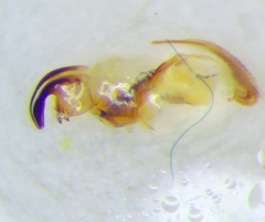 Canthophorus melanopterus