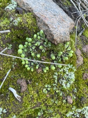 Asterella palmeri