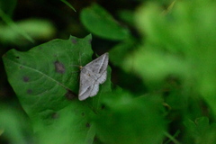 Isturgia arenacearia