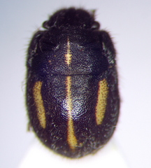 Odontoscelis minuta