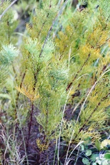 Notobubon ferulaceum