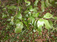 Quercus ilex