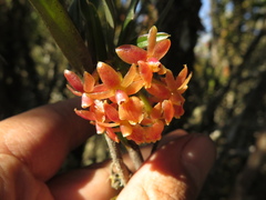 Epidendrum oxysepalum