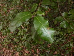 Quercus ilex