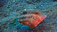 Stephanolepis diaspros