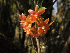 Epidendrum oxysepalum