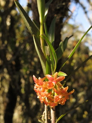 Epidendrum oxysepalum