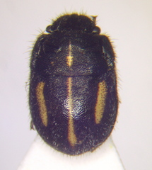 Odontoscelis minuta
