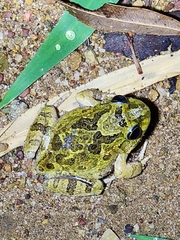 Platyplectrum ornatum