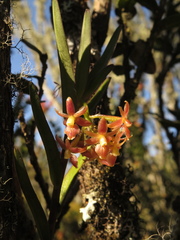 Epidendrum oxysepalum