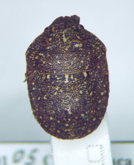 Psacasta exanthematica