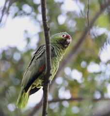 Amazona autumnalis salvini