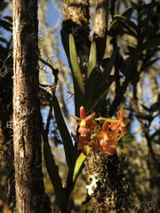 Epidendrum oxysepalum