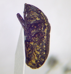 Psacasta exanthematica