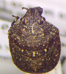 Psacasta exanthematica