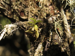 Fernandezia hispidula