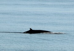 Balaenoptera acutorostrata