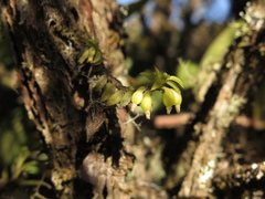 Fernandezia hispidula