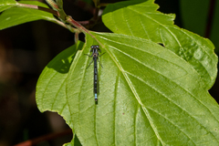 Enallagma annexum